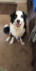Purebred Bernese Mountain Dog Listing Image