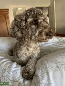 Seeking male labradoodle stud Listing Image