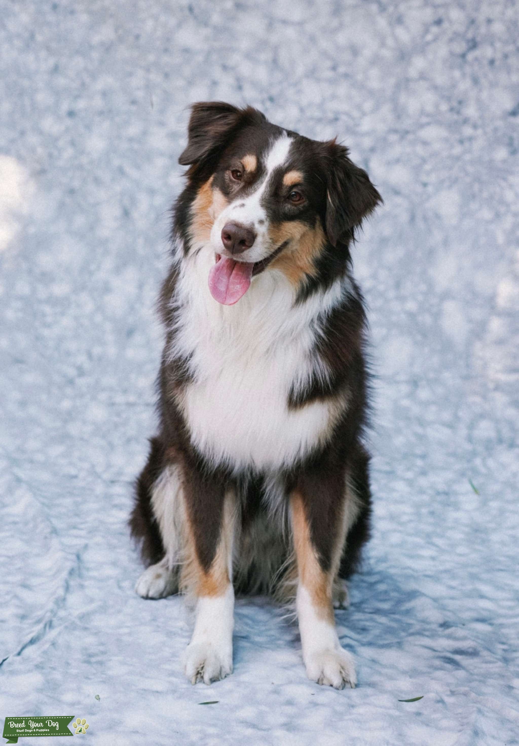 Stud Dog Red, White, and Copper Mini Australian Shepherd Stud Breed