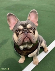 Lilac Tri Color French Bulldog Listing Image
