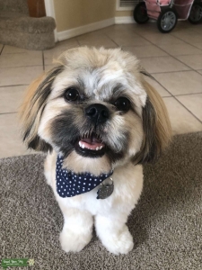 Shih tzu male for stud Listing Image
