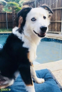 Mini Australian Shepherd  Listing Image