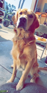 Golden retriever  Listing Image