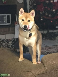 MAX red shiba inu stud Listing Image