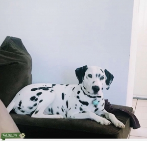 Male Stud looking to Breed Listing Image