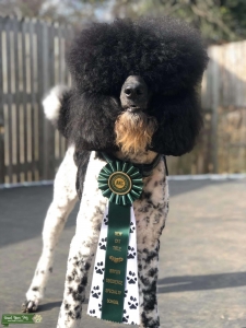 AKC Parti Poodle Stud Service Listing Image