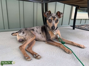 Blue Merle/Harlequin Miniature Pinscher Stud Listing Image
