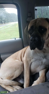 Mastiff, male Listing Image