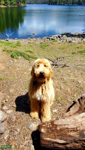Labradoodle Stud Listing Image