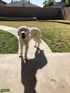 English cream golden retriever male Listing Image