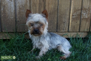 Yorkshire Terrier Listing Image