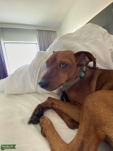 Red Stag Handsome Min Pin Listing Image