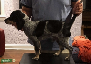 Oakhill Bluetick Beagle  Listing Image
