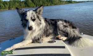 AKC Registered Blue Merle Listing Image