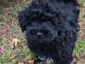 Want to stud my dog Listing Image