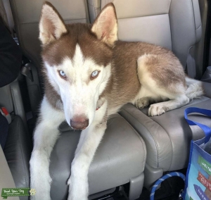 Red husky Listing Image