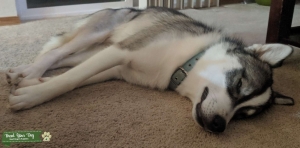 Healthy Husky Stud Looking to Breed Listing Image
