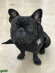 AKC certified Brindle Male French Bull Dog  Listing Image