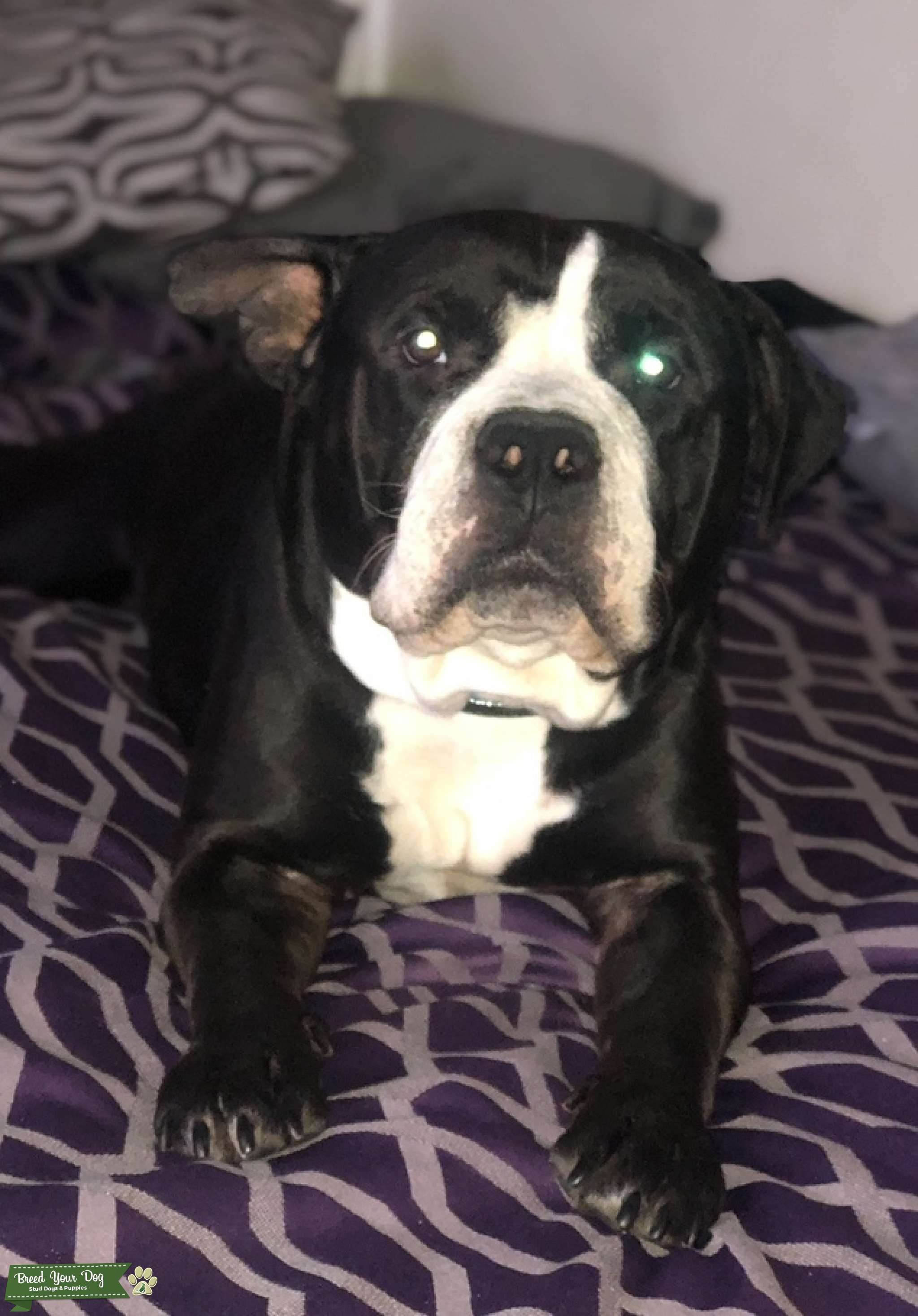 Alapaha blue blood/ standard bully stud Stud Dog in North east, the