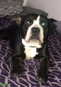 Alapaha blue blood/ standard bully stud  Listing Image