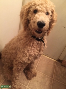 Looking for Female Labradoodle  Listing Image
