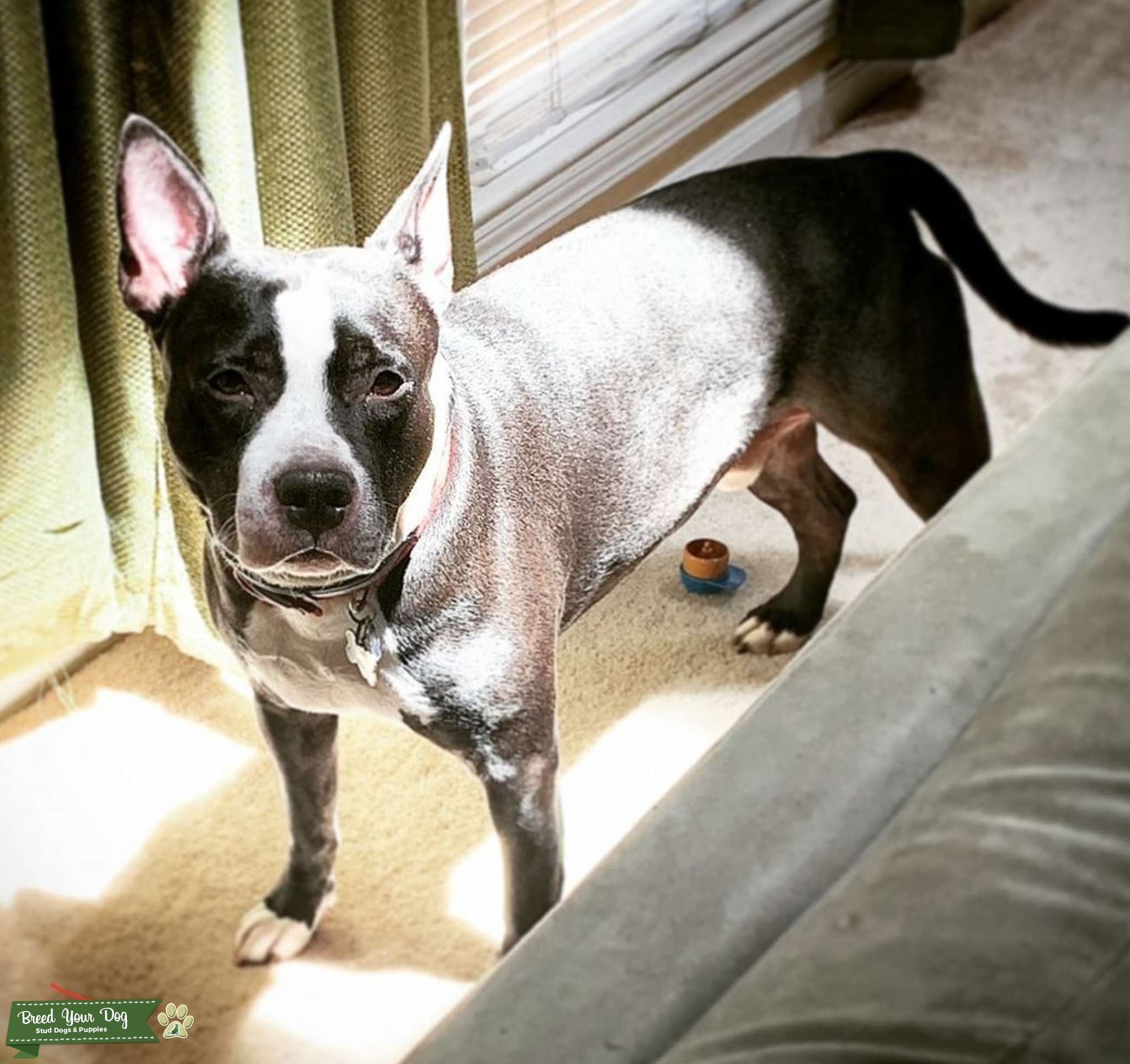 33+ Labrador Boston Terrier Mix Image Bleumoonproductions