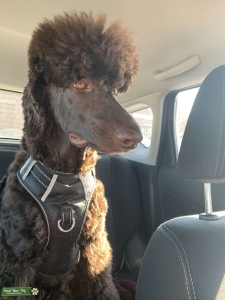 Standard poodle stud Listing Image