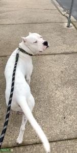 Looking to breed  Listing Image