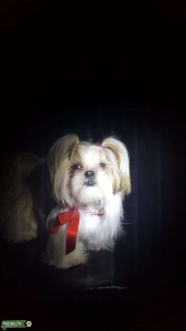 Shih Tzu Bitch White/Beige Pretty Listing Image