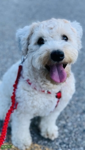 Looking for a mate Stud dog  Listing Image