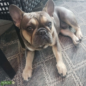 blue and tan French bulldog jedi Listing Image