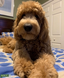  F1 Apricot Goldendoodle Listing Image