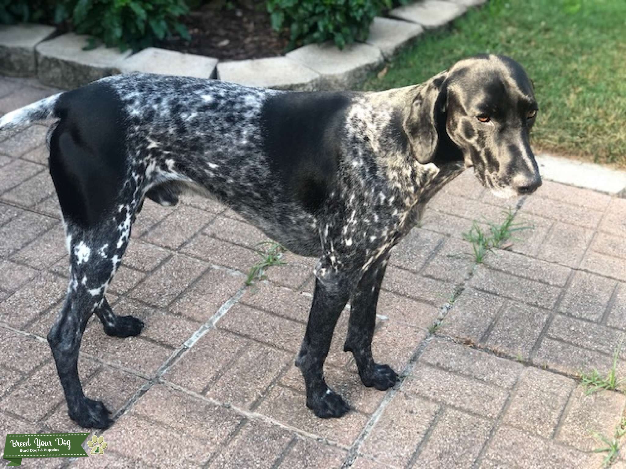 akc gsp