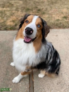 Blue Merle Bi-Eyed Australian Shepherd Listing Image