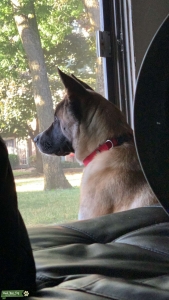 Akita Stud Listing Image