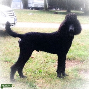 Smoky’s Dog Stud Service Listing Image