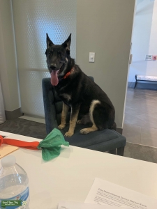 German shepherd used as stud Listing Image