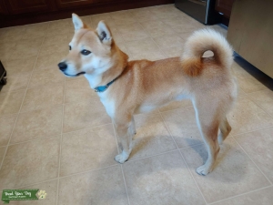 Red Shiba Inu Listing Image