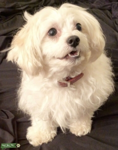 Handsome Happy Maltipoo Stud Listing Image