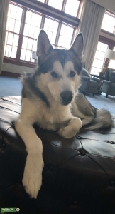 Pure Bred Giant Alaskan Malamute Listing Image