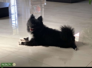 AKC Tuxedo Pomeranian Stud Listing Image