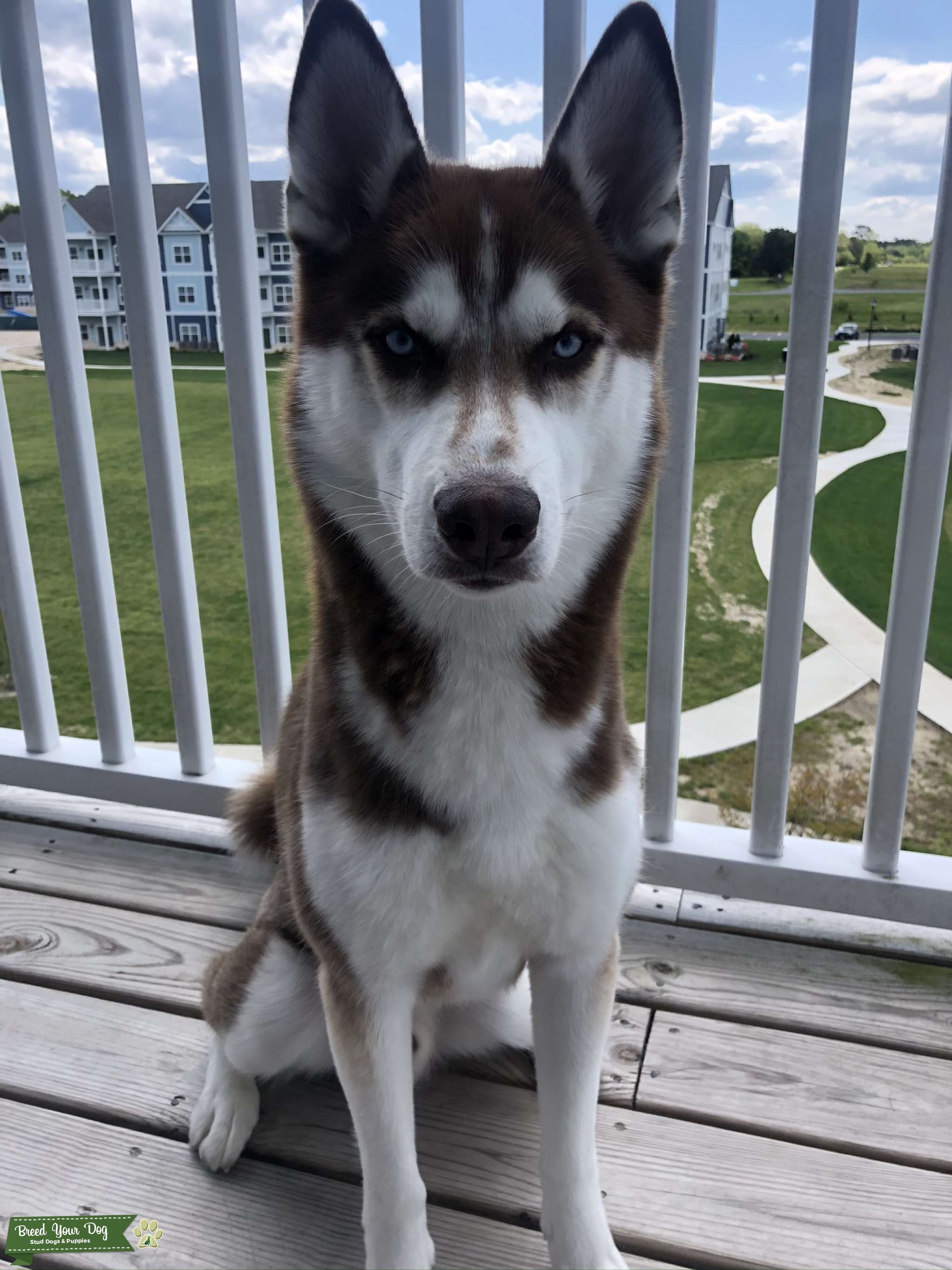 Superior Copper Husky Stud Dog in MD, United States Breed Your Dog