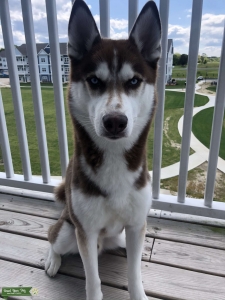 Superior Copper Husky Listing Image