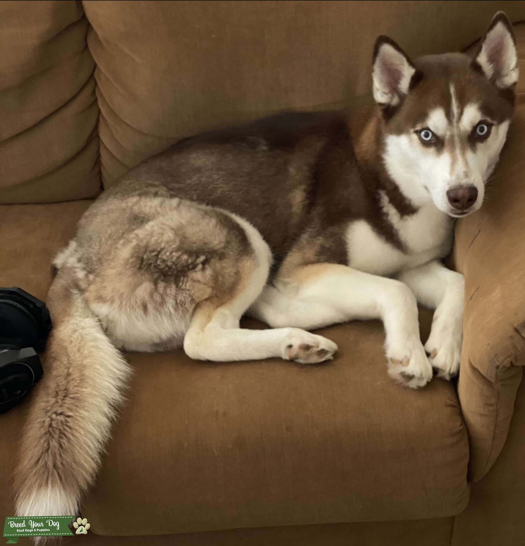 Superior Copper Husky Stud Dog in MD, the United States Breed Your Dog