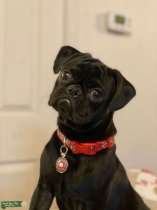 Black Male Pug Listing Image