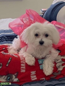 Maltese Female In Heat (8 months)  Listing Image
