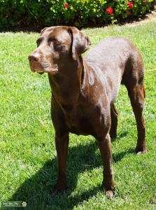 Unregistered AKC Chocolate Lab 3 1/2 yr male stud for Standard Poodle Listing Image