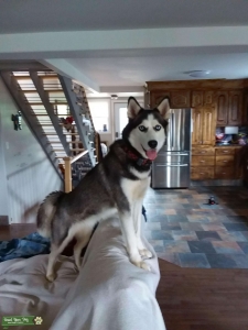 Female Husky Looking For Stud Near Me 2025 - Main Image