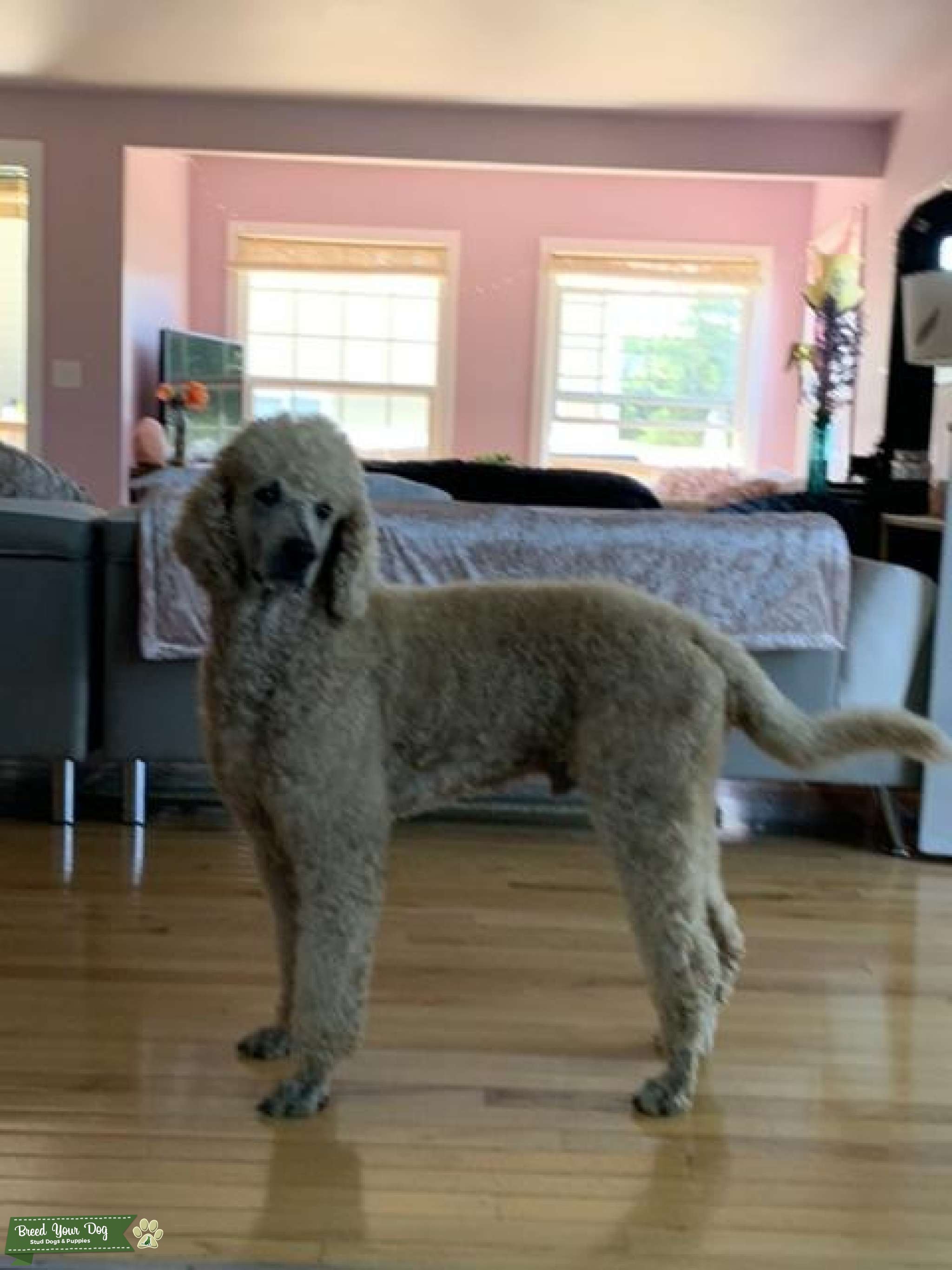 Standard AKC registered poodle Stud Dog in washington, United