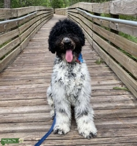 Proven St. Berdoodle Listing Image